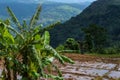 Scenic view of mountain village in Sri Lanka Royalty Free Stock Photo