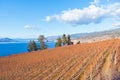 Scenic view of Naramata Bench grapevines, blue sky, and Okanagan Lake in autumn Royalty Free Stock Photo