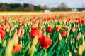 Scenic View of the Netherlands: Endless Field of Red and Yellow Tulips Royalty Free Stock Photo