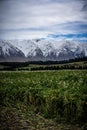 Scenic view of New Zealand farm