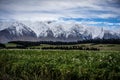 Scenic view of New Zealand farm