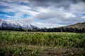 Scenic view of New Zealand farm