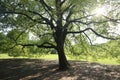 Scenic view of an oak tree in a park and sunshine peeking through branches