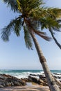 scenic view of ocean waves and palm trees on coastline, sri lanka, mirissa Royalty Free Stock Photo