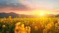 Scenic view of oilseed rape field against sky during sunset