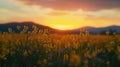 Scenic view of oilseed rape field against sky during sunset