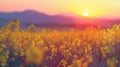 Scenic view of oilseed rape field against sky during sunset