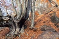 Scenic view old big oak tree with long naked roots in rocky mountain woodland covered red fallen leaves foliage on Royalty Free Stock Photo