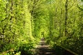 Scenic view of old railway in the forest. Sunny spring landscape view. Famous tunnel of love in Klevan, Ukraine.