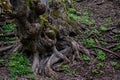 Scenic view of old tree roots covered with moss and lichen, natural background, forest environment Royalty Free Stock Photo