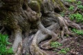 Scenic view of old tree roots covered with moss and lichen, natural background, forest environment Royalty Free Stock Photo