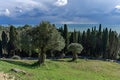 Scenic view of olive trees on hillside overlooking the ocean with dramatic clouds above Royalty Free Stock Photo
