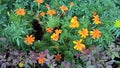 Scenic view of orange flower plants Royalty Free Stock Photo