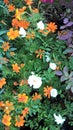 Scenic view of orange & white flower plants Royalty Free Stock Photo