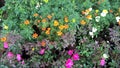 Scenic view of orange, white, pink flowers and plants Royalty Free Stock Photo