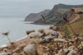 Scenic view over the flowers of Thorncombe Beacon hill on Jurassic Coast, England. Selective focus