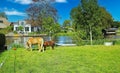 Scenic view over rural green meadow with two horses at dutch water canal with residential waterfront houses against blue summer