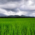 Scenic view of paddy field against mountains