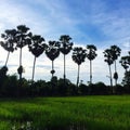 Scenic view of paddy field againt sky