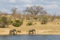 Scenic view of a pair of African elephants Loxodonta africana walking along the edge of a waterhole dam