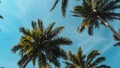 Scenic view of palm trees with blue sky and wispy clouds above Royalty Free Stock Photo