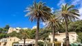 Scenic view of palm trees in Port-Cros island, Hyeres, France in sunny weather