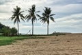 Scenic view of palm trees on a sandy beach under a cloudy blue sky Royalty Free Stock Photo