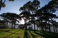 Scenic view of park full of stone pine trees