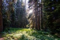 Scenic view of a pathway in a green pine forest in Yosemite National Park Royalty Free Stock Photo