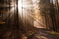 Scenic view of a pathway with sun rays through the trees Royalty Free Stock Photo