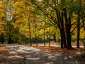 Scenic view of the paved path in the city park on a sunny autumn day. There are many fallen leaves on the ground. Bright colorful Royalty Free Stock Photo