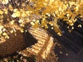 Scenic view of a pavement covered with yellow autumn leaves under a tree in sunlight Royalty Free Stock Photo