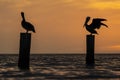 Scenic view of pelicans perched on poles in the sea at sunset in Florida, USA Royalty Free Stock Photo