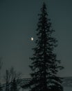 Scenic view of a pine tree silhouette against the moon at night in Sweden Royalty Free Stock Photo