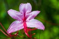 Pink Azaleas Rhododendron periclymenoides - Flowering Bush - Kentucky