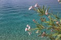 Flowers of pink oleander against the backdrop of the turquoise Adriatic Sea, Croatia Royalty Free Stock Photo