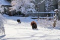 Beautiful winter rural landscape. Royalty Free Stock Photo