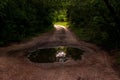 Scenic view of a puddle on a road reflecting green trees in a park in Belarus