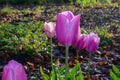 Scenic view of purple tulips flowers in Rivierenhof-Deurne, Antwerp, Belgium