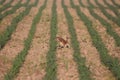 Scenic view of a rabbit jumping in green plantations