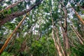 Scenic view of rainforest with mahogany trees