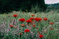 Scenic view of red Lychnis flowers in a field Royalty Free Stock Photo