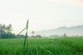Scenic view of the rice fields in Magelang Central Java Indonesia Royalty Free Stock Photo