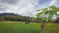 Scenic view of the rice fields in Magelang Central Java Indonesia with dramatic cloud Royalty Free Stock Photo