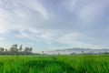 Scenic view of the rice fields in Magelang Central Java Indonesia with dramatic cloud in the background. Royalty Free Stock Photo