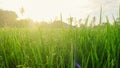 Scenic view of the rice fields in Magelang Central Java Indonesia in the morning with sunlight. Royalty Free Stock Photo