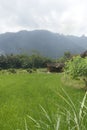 Scenic view of the rice fields in Magelang Central Java Indonesia. Royalty Free Stock Photo