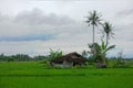 Scenic view of the rice fields in Magelang Central Java Indonesia Royalty Free Stock Photo