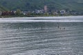 Scenic view at the river rhine with a family of ducks swimming and the village of Lorch in background Royalty Free Stock Photo