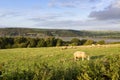 Scenic view of river Teifi, Wales,UK Royalty Free Stock Photo